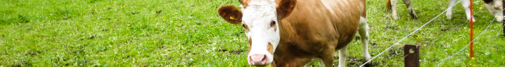 SwitzBanner